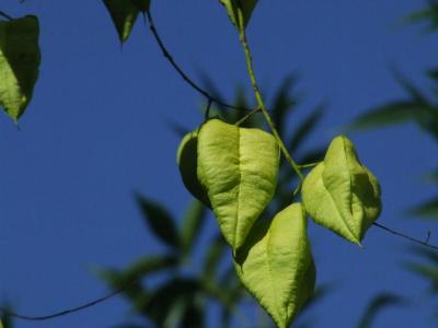 Прикрепленное изображение: kc02.jpg